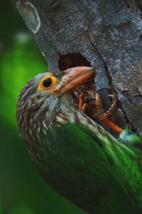 Nesting season of lineated barbet bird in summertime, tropical forest in india