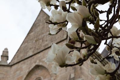 Low angle view of white flowering tree