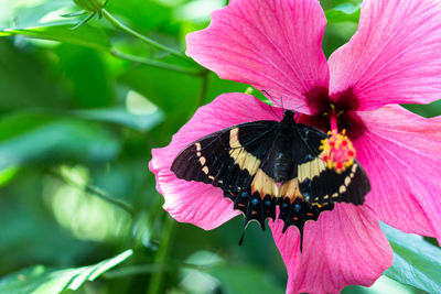 Close-up of butterfly on pink flower