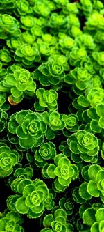 Full frame shot of fresh green leaves