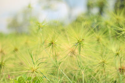 Close-up of dandelion on field