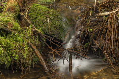 Scenic view of waterfall in forest