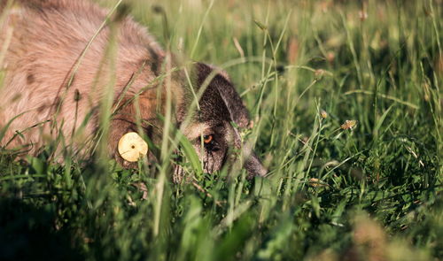 View of an animal on field