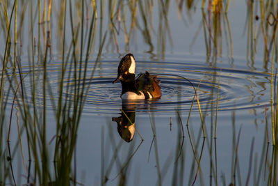 Duck swimming in a lake