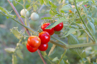 Close-up of red berries growing on tree