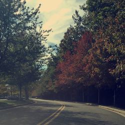 Road passing through forest