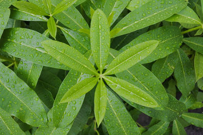 Full frame shot of wet leaves