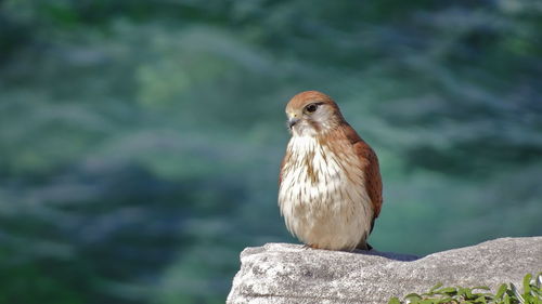 Close-up of owl perching on rock