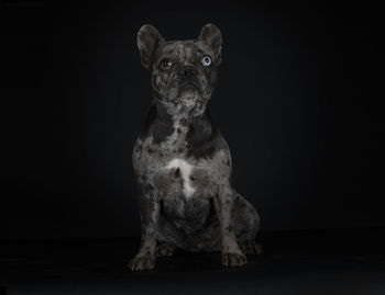 Portrait of a dog over black background