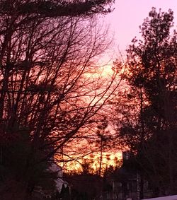 Low angle view of silhouette trees against sky at sunset