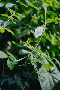 Close-up of white flowering plant