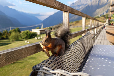 Close-up of squirrel eating food on bench by fence