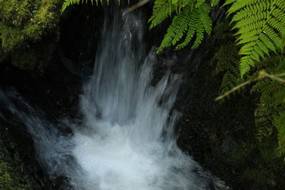 Scenic view of waterfall in forest