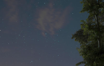 Low angle view of trees against sky at night