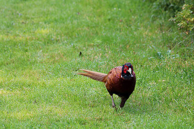 Bird on field