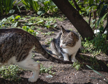 Cat in a field