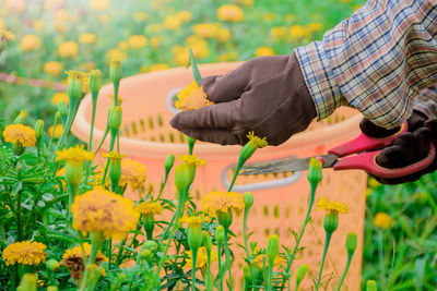 Cropped hands of person harvesting marigold