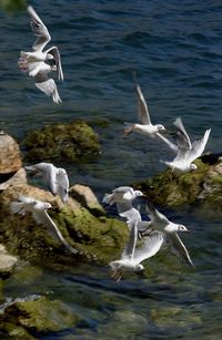 Seagulls flying over lake