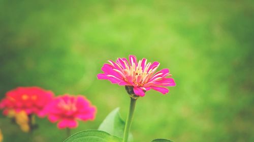 Close-up of pink flower