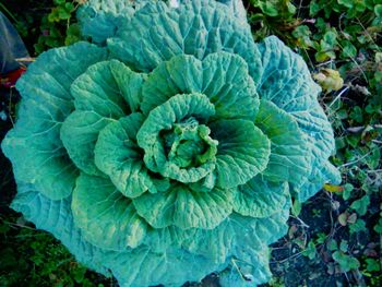 High angle view of plant growing in field