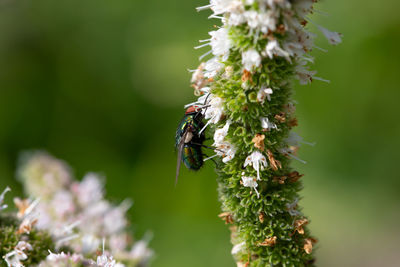 Close-up of insect on flower