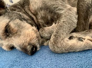 Close-up of a dog sleeping