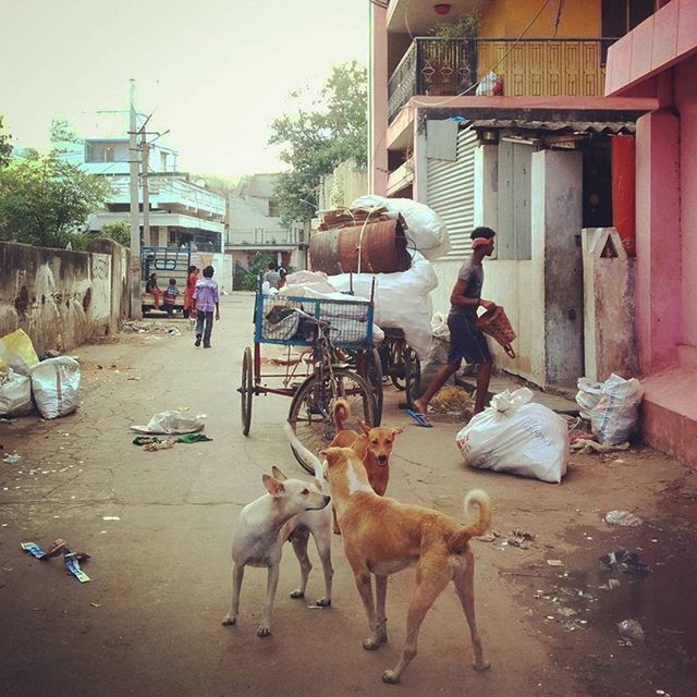 animal themes, building exterior, domestic animals, architecture, built structure, livestock, mammal, two animals, horse, medium group of animals, street, day, one animal, house, outdoors, working animal, wildlife, bird, animals in the wild