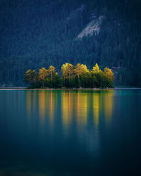 Trees by lake in forest