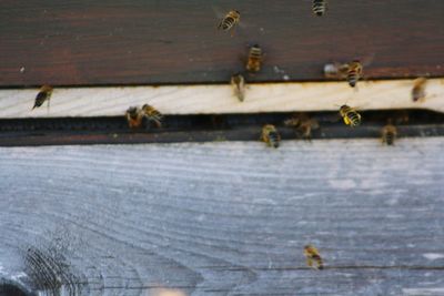 Close-up of bee flying over wood