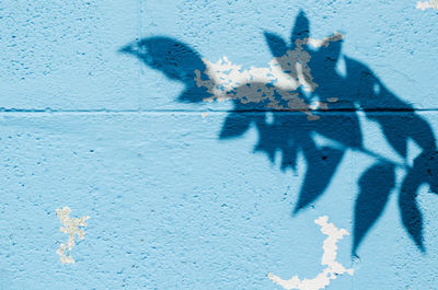 Shadow of the leaves and tree on old blue painted wall for background and texture.