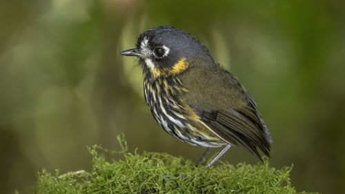 Close-up of bird perching on field