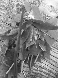 Close-up of plants