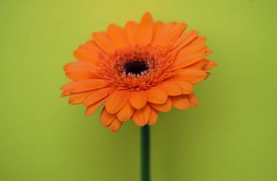 Close-up of orange flower against green background