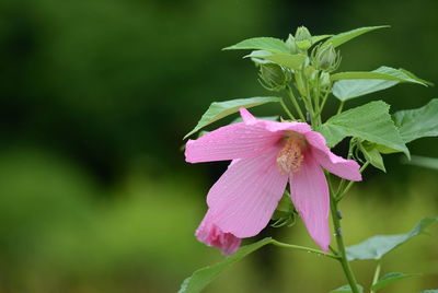 Close-up of wet pink flower blooming outdoors