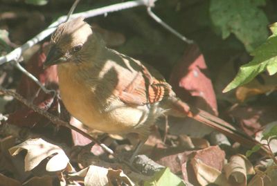 Close-up of bird perching on feeder