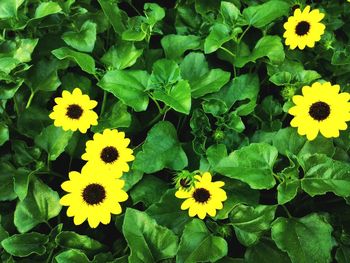 Close-up of yellow flowering plant