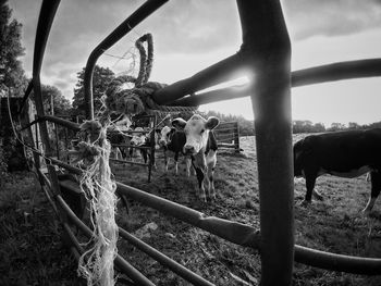 Horses grazing on field against sky