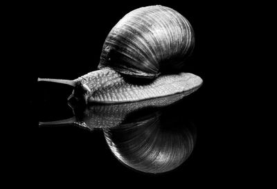 Close-up of snail against black background