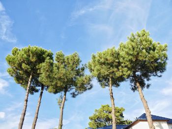 Low angle view of tree against sky