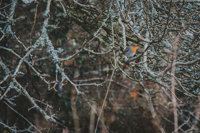 Close-up of bare tree branches during winter