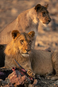 Lioness looking away