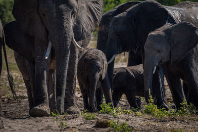 Elephant family walking in forest