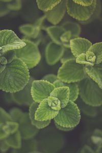 Close-up of green leaves