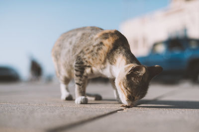 Close-up of cat