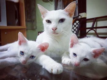 Close-up portrait of cats