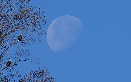 Low angle view of moon against clear blue sky