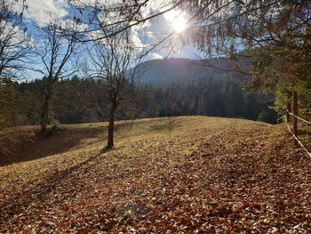 Trees on landscape against bright sun