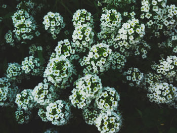 High angle view of white flowering plants