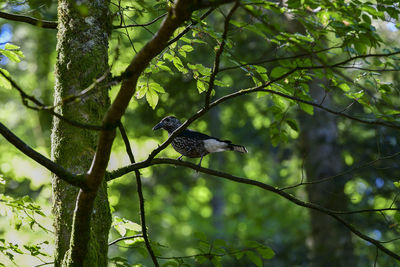 Low angle view of bird perching on tree