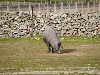 Full length of a horse on field